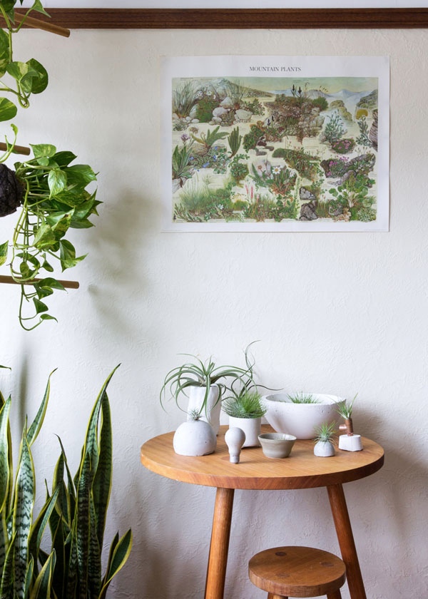 Pop plants in the creator's Melbourne home studio of Andrew Walker and Gabriela Holland